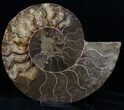 Large Split Ammonite Pair - Agatized #13632-2